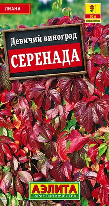 Девичий Виноград Серенада (10 семян) - семена Аэлита