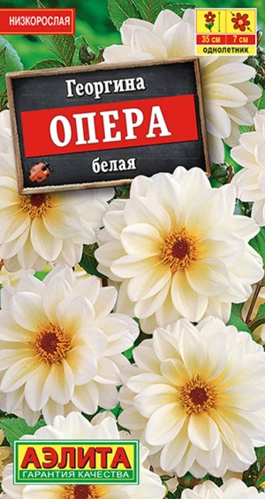 Георгина Опера Белая (7 семян) - семена Аэлита