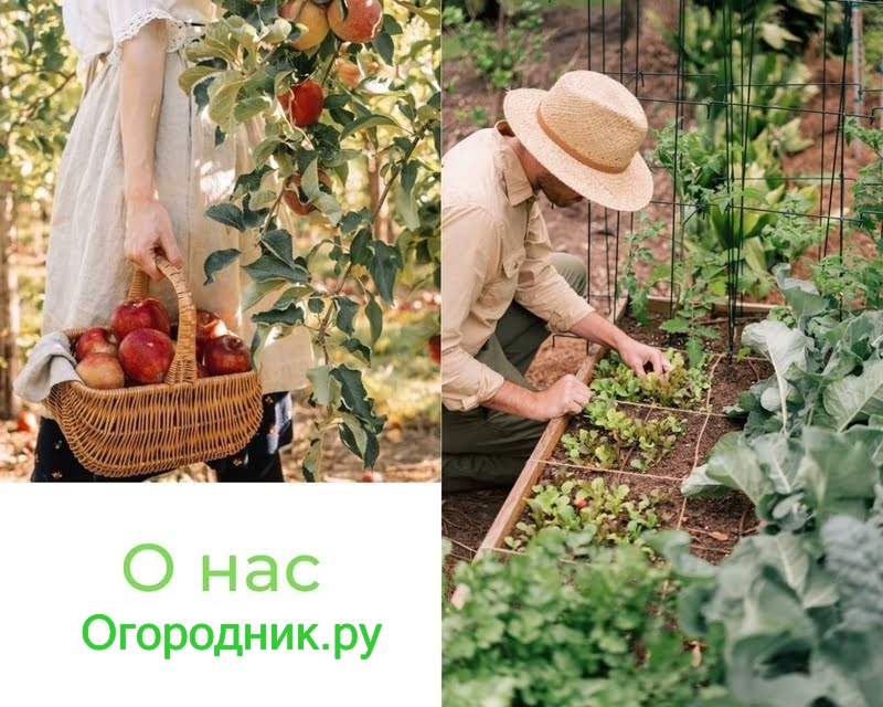 о нас - Огородник.ру.jpg о нас - Огородник.ру
