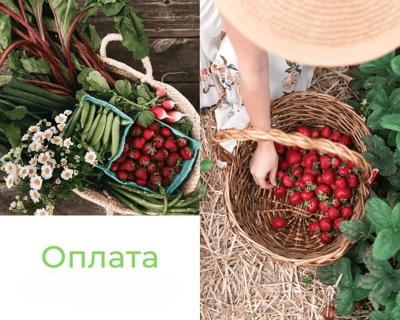 оплата.jpg оплата.jpg